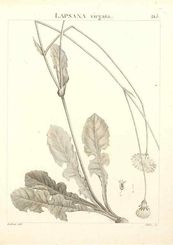 Reproducción/Reproduction 9301003038: Flora Atlantica, sive, Historia plantarum quae in Atlante, agro Tunetano et Algeriensi crescunt /. Parisiis :Apud Blanchon,1800.