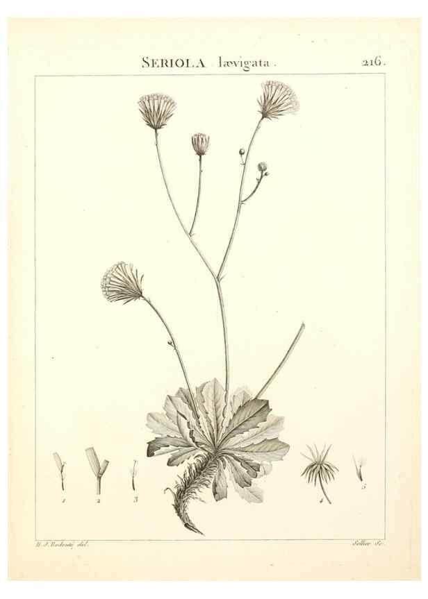 Reproducción/Reproduction 9301003950: Flora Atlantica, sive, Historia plantarum quae in Atlante, agro Tunetano et Algeriensi crescunt /. Parisiis :Apud Blanchon,1800.