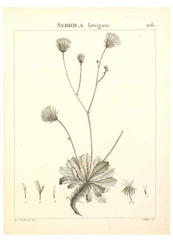 Reproducción/Reproduction 9301003950: Flora Atlantica, sive, Historia plantarum quae in Atlante, agro Tunetano et Algeriensi crescunt /. Parisiis :Apud Blanchon,1800.