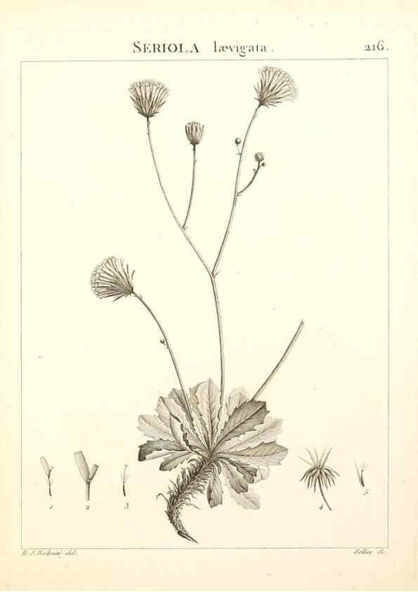 Reproducción/Reproduction 9301003950: Flora Atlantica, sive, Historia plantarum quae in Atlante, agro Tunetano et Algeriensi crescunt /. Parisiis :Apud Blanchon,1800.