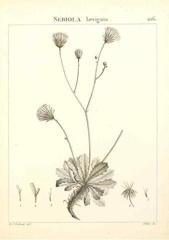 Reproducción/Reproduction 9301003950: Flora Atlantica, sive, Historia plantarum quae in Atlante, agro Tunetano et Algeriensi crescunt /. Parisiis :Apud Blanchon,1800.