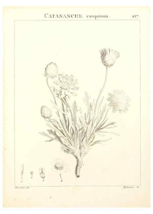 Reproducción/Reproduction 9301004654: Flora Atlantica, sive, Historia plantarum quae in Atlante, agro Tunetano et Algeriensi crescunt /. Parisiis :Apud Blanchon,1800.