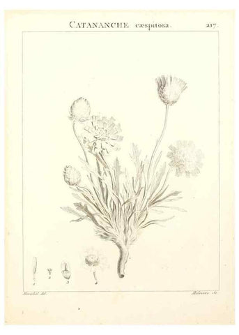 Reproducción/Reproduction 9301004654: Flora Atlantica, sive, Historia plantarum quae in Atlante, agro Tunetano et Algeriensi crescunt /. Parisiis :Apud Blanchon,1800.