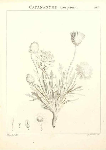 Reproducción/Reproduction 9301004654: Flora Atlantica, sive, Historia plantarum quae in Atlante, agro Tunetano et Algeriensi crescunt /. Parisiis :Apud Blanchon,1800.