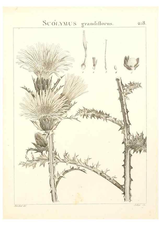 Reproducción/Reproduction 9298222991: Flora Atlantica, sive, Historia plantarum quae in Atlante, agro Tunetano et Algeriensi crescunt /. Parisiis :Apud Blanchon,1800.