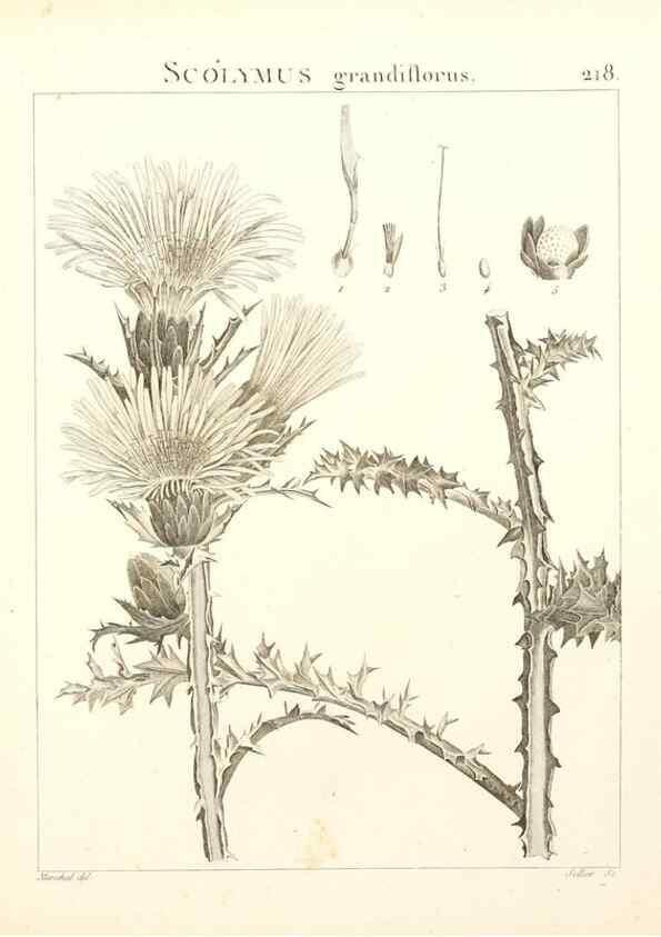 Reproducción/Reproduction 9298222991: Flora Atlantica, sive, Historia plantarum quae in Atlante, agro Tunetano et Algeriensi crescunt /. Parisiis :Apud Blanchon,1800.