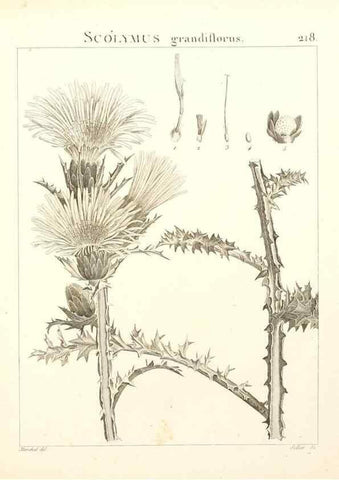 Reproducción/Reproduction 9298222991: Flora Atlantica, sive, Historia plantarum quae in Atlante, agro Tunetano et Algeriensi crescunt /. Parisiis :Apud Blanchon,1800.