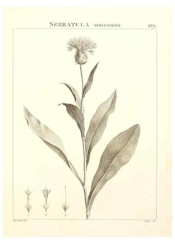 Reproducción/Reproduction 9298223821: Flora Atlantica, sive, Historia plantarum quae in Atlante, agro Tunetano et Algeriensi crescunt /. Parisiis :Apud Blanchon,1800.