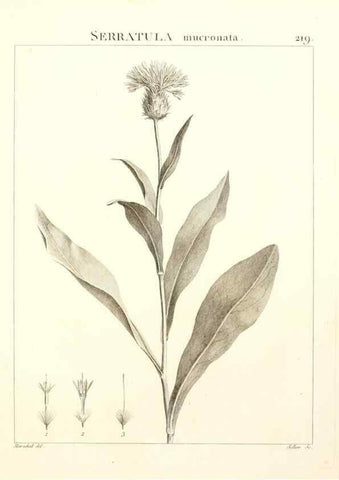 Reproducción/Reproduction 9298223821: Flora Atlantica, sive, Historia plantarum quae in Atlante, agro Tunetano et Algeriensi crescunt /. Parisiis :Apud Blanchon,1800.