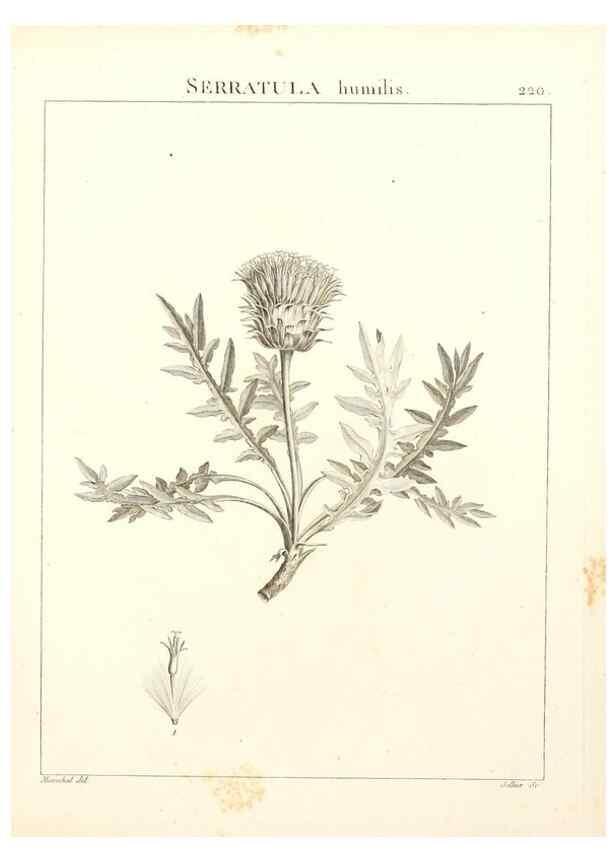 Reproducción/Reproduction 9298224539: Flora Atlantica, sive, Historia plantarum quae in Atlante, agro Tunetano et Algeriensi crescunt /. Parisiis :Apud Blanchon,1800.