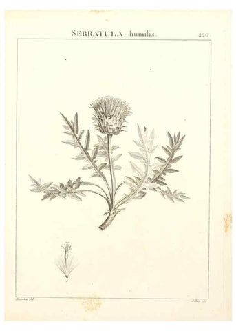 Reproducción/Reproduction 9298224539: Flora Atlantica, sive, Historia plantarum quae in Atlante, agro Tunetano et Algeriensi crescunt /. Parisiis :Apud Blanchon,1800.