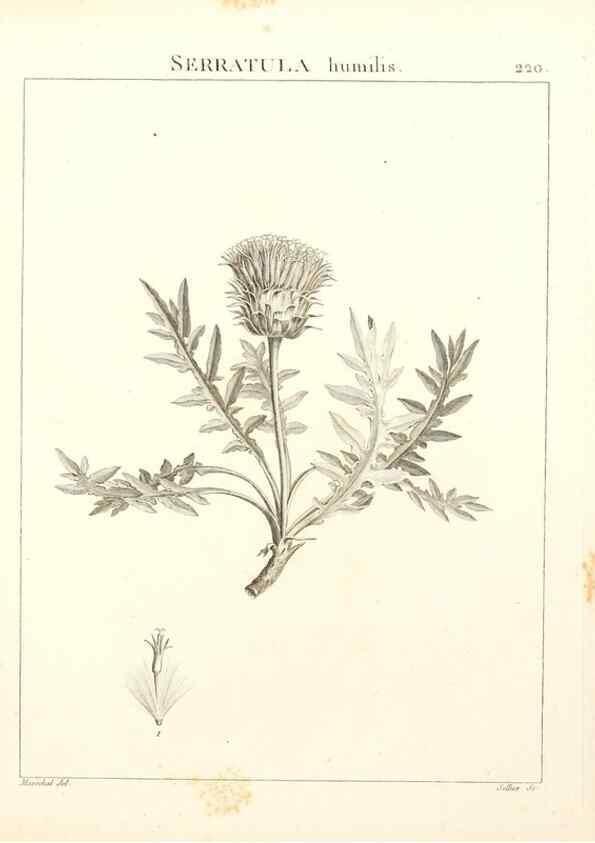 Reproducción/Reproduction 9298224539: Flora Atlantica, sive, Historia plantarum quae in Atlante, agro Tunetano et Algeriensi crescunt /. Parisiis :Apud Blanchon,1800.