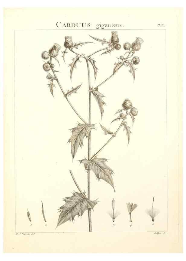 Reproducción/Reproduction 9298225273: Flora Atlantica, sive, Historia plantarum quae in Atlante, agro Tunetano et Algeriensi crescunt /. Parisiis :Apud Blanchon,1800.