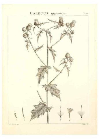 Reproducción/Reproduction 9298225273: Flora Atlantica, sive, Historia plantarum quae in Atlante, agro Tunetano et Algeriensi crescunt /. Parisiis :Apud Blanchon,1800.