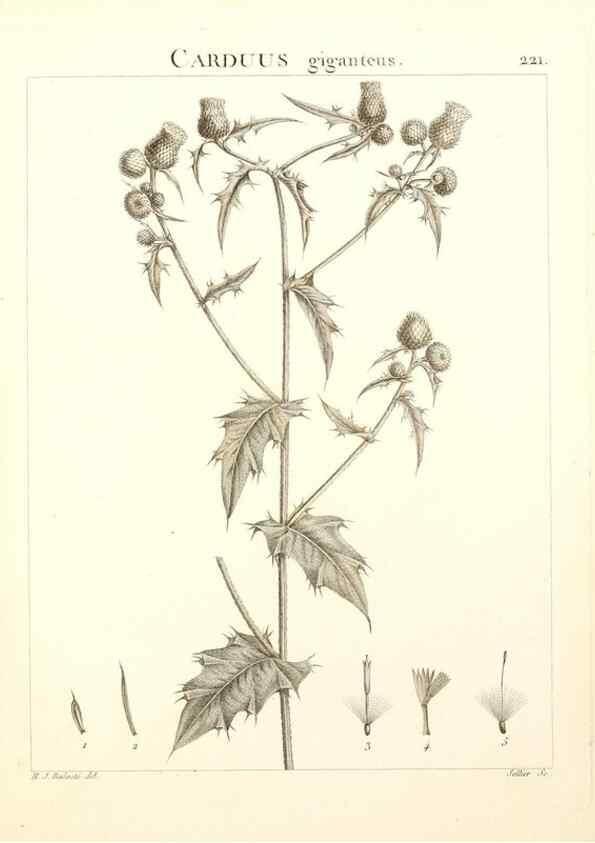 Reproducción/Reproduction 9298225273: Flora Atlantica, sive, Historia plantarum quae in Atlante, agro Tunetano et Algeriensi crescunt /. Parisiis :Apud Blanchon,1800.