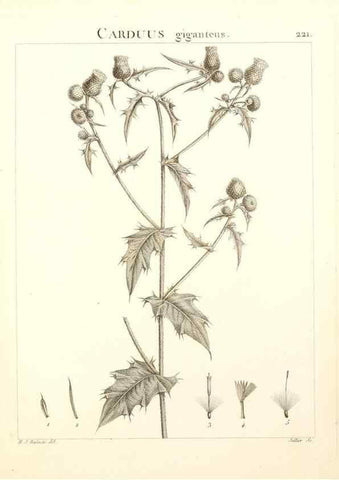 Reproducción/Reproduction 9298225273: Flora Atlantica, sive, Historia plantarum quae in Atlante, agro Tunetano et Algeriensi crescunt /. Parisiis :Apud Blanchon,1800.