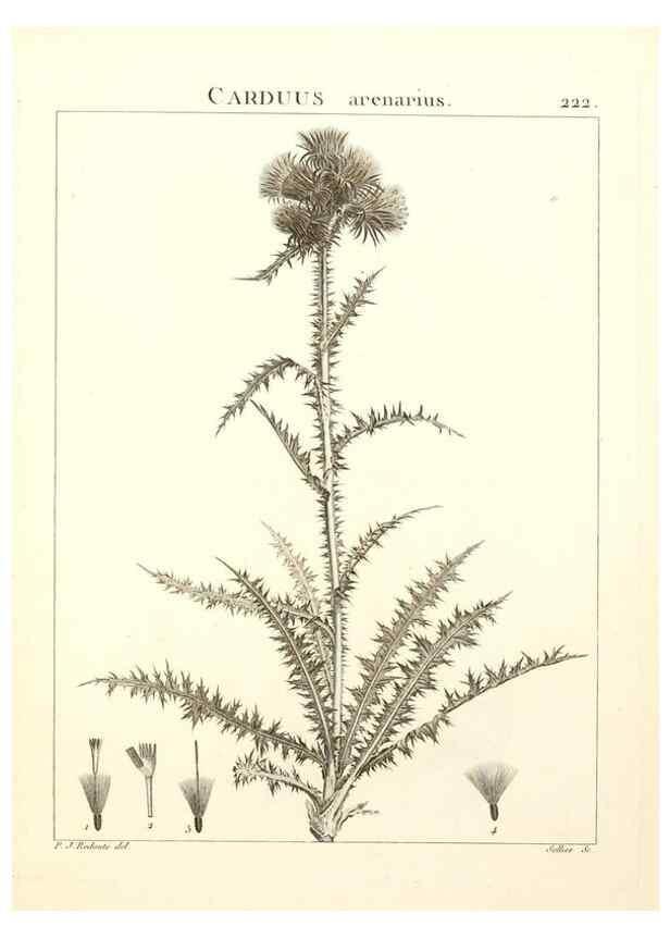 Reproducción/Reproduction 9301008354: Flora Atlantica, sive, Historia plantarum quae in Atlante, agro Tunetano et Algeriensi crescunt /. Parisiis :Apud Blanchon,1800.