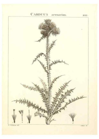 Reproducción/Reproduction 9301008354: Flora Atlantica, sive, Historia plantarum quae in Atlante, agro Tunetano et Algeriensi crescunt /. Parisiis :Apud Blanchon,1800.