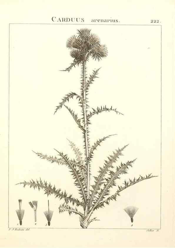 Reproducción/Reproduction 9301008354: Flora Atlantica, sive, Historia plantarum quae in Atlante, agro Tunetano et Algeriensi crescunt /. Parisiis :Apud Blanchon,1800.