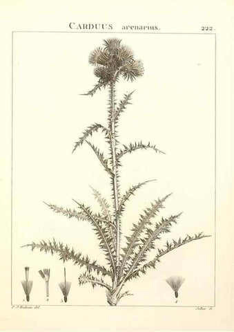 Reproducción/Reproduction 9301008354: Flora Atlantica, sive, Historia plantarum quae in Atlante, agro Tunetano et Algeriensi crescunt /. Parisiis :Apud Blanchon,1800.