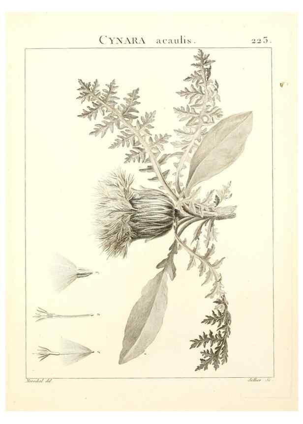 Reproducción/Reproduction 9301009092: Flora Atlantica, sive, Historia plantarum quae in Atlante, agro Tunetano et Algeriensi crescunt /. Parisiis :Apud Blanchon,1800.