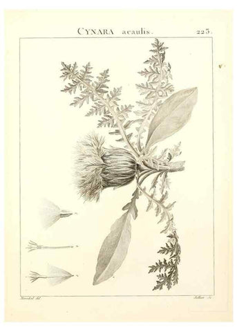 Reproducción/Reproduction 9301009092: Flora Atlantica, sive, Historia plantarum quae in Atlante, agro Tunetano et Algeriensi crescunt /. Parisiis :Apud Blanchon,1800.