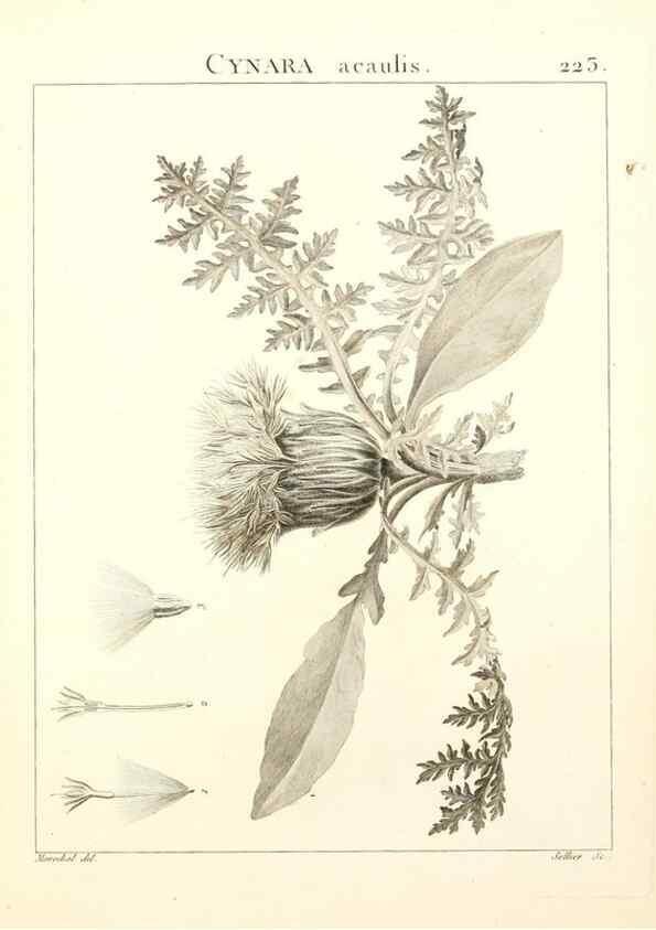 Reproducción/Reproduction 9301009092: Flora Atlantica, sive, Historia plantarum quae in Atlante, agro Tunetano et Algeriensi crescunt /. Parisiis :Apud Blanchon,1800.