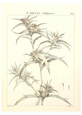 Reproducción/Reproduction 9301009856: Flora Atlantica, sive, Historia plantarum quae in Atlante, agro Tunetano et Algeriensi crescunt /. Parisiis :Apud Blanchon,1800.