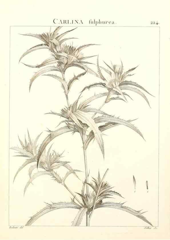 Reproducción/Reproduction 9301009856: Flora Atlantica, sive, Historia plantarum quae in Atlante, agro Tunetano et Algeriensi crescunt /. Parisiis :Apud Blanchon,1800.