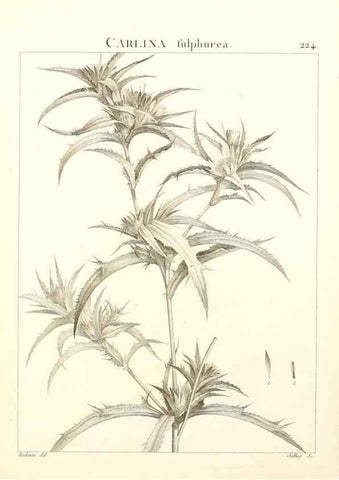 Reproducción/Reproduction 9301009856: Flora Atlantica, sive, Historia plantarum quae in Atlante, agro Tunetano et Algeriensi crescunt /. Parisiis :Apud Blanchon,1800.