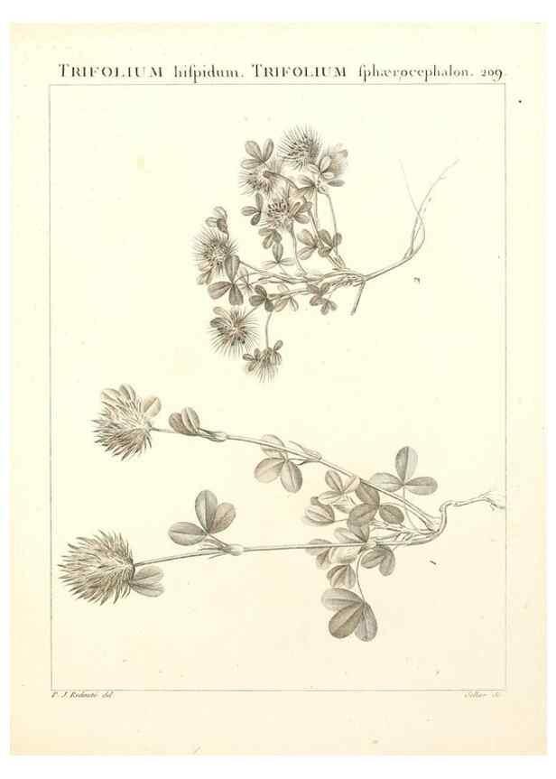 Reproducción/Reproduction 9298215897: Flora Atlantica, sive, Historia plantarum quae in Atlante, agro Tunetano et Algeriensi crescunt /. Parisiis :Apud Blanchon,1800.
