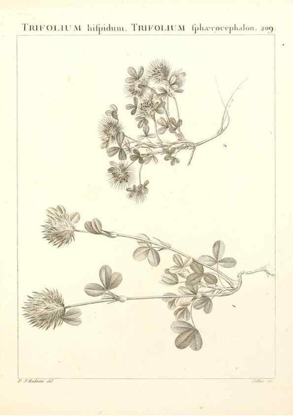 Reproducción/Reproduction 9298215897: Flora Atlantica, sive, Historia plantarum quae in Atlante, agro Tunetano et Algeriensi crescunt /. Parisiis :Apud Blanchon,1800.