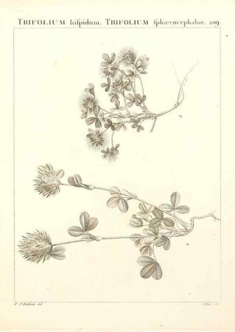 Reproducción/Reproduction 9298215897: Flora Atlantica, sive, Historia plantarum quae in Atlante, agro Tunetano et Algeriensi crescunt /. Parisiis :Apud Blanchon,1800.