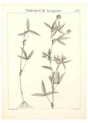 Reproducción/Reproduction 9298215195: Flora Atlantica, sive, Historia plantarum quae in Atlante, agro Tunetano et Algeriensi crescunt /. Parisiis :Apud Blanchon,1800.