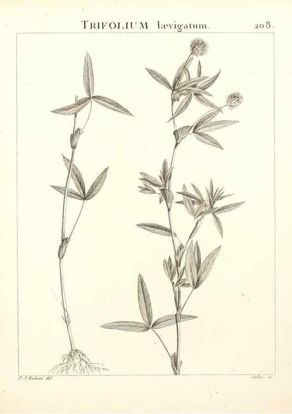 Reproducción/Reproduction 9298215195: Flora Atlantica, sive, Historia plantarum quae in Atlante, agro Tunetano et Algeriensi crescunt /. Parisiis :Apud Blanchon,1800.