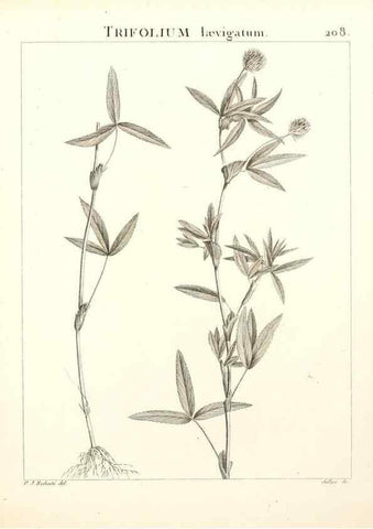 Reproducción/Reproduction 9298215195: Flora Atlantica, sive, Historia plantarum quae in Atlante, agro Tunetano et Algeriensi crescunt /. Parisiis :Apud Blanchon,1800.