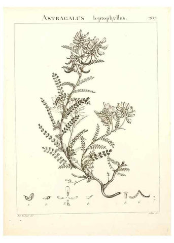 Reproducción/Reproduction 9298214563: Flora Atlantica, sive, Historia plantarum quae in Atlante, agro Tunetano et Algeriensi crescunt /. Parisiis :Apud Blanchon,1800.