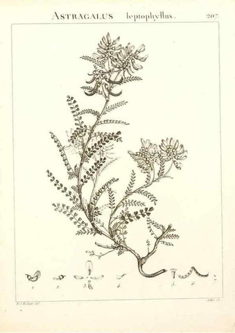 Reproducción/Reproduction 9298214563: Flora Atlantica, sive, Historia plantarum quae in Atlante, agro Tunetano et Algeriensi crescunt /. Parisiis :Apud Blanchon,1800.