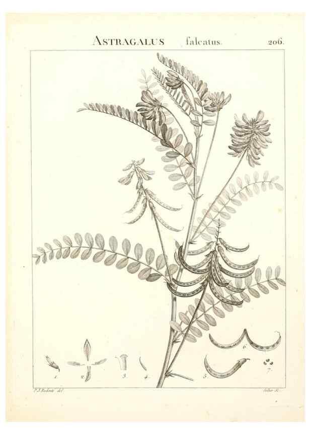 Reproducción/Reproduction 9300996154: Flora Atlantica, sive, Historia plantarum quae in Atlante, agro Tunetano et Algeriensi crescunt /. Parisiis :Apud Blanchon,1800.