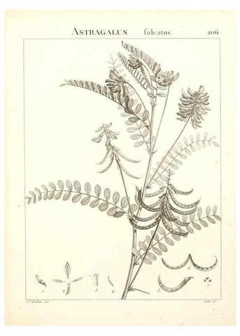 Reproducción/Reproduction 9300996154: Flora Atlantica, sive, Historia plantarum quae in Atlante, agro Tunetano et Algeriensi crescunt /. Parisiis :Apud Blanchon,1800.