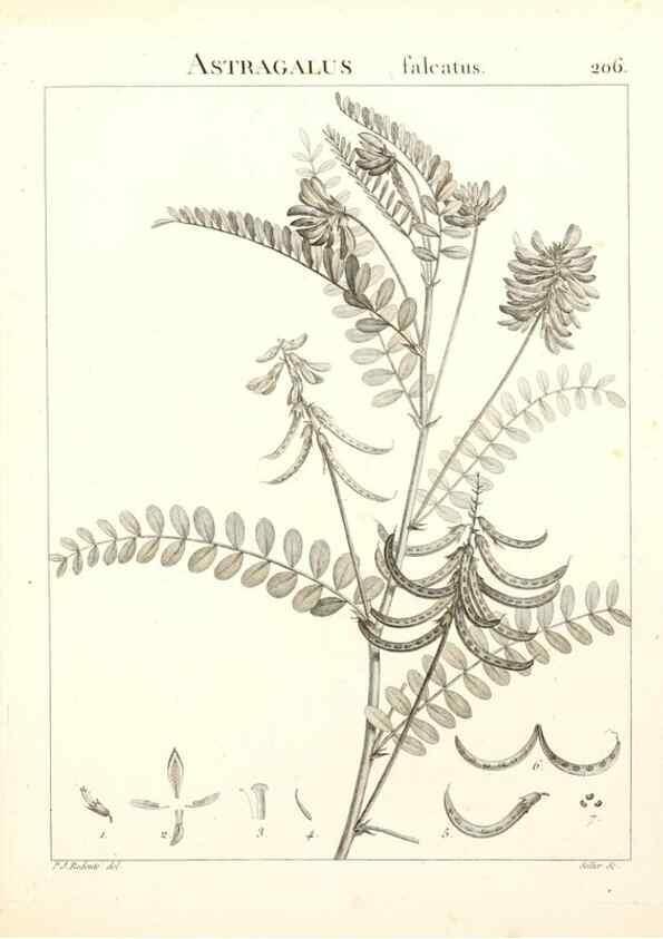 Reproducción/Reproduction 9300996154: Flora Atlantica, sive, Historia plantarum quae in Atlante, agro Tunetano et Algeriensi crescunt /. Parisiis :Apud Blanchon,1800.