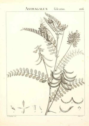Reproducción/Reproduction 9300996154: Flora Atlantica, sive, Historia plantarum quae in Atlante, agro Tunetano et Algeriensi crescunt /. Parisiis :Apud Blanchon,1800.