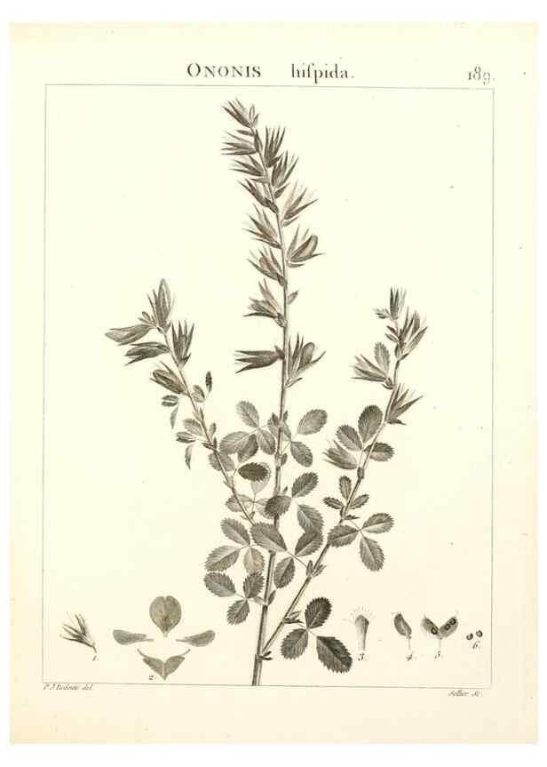 Reproducción/Reproduction 9298199165: Flora Atlantica, sive, Historia plantarum quae in Atlante, agro Tunetano et Algeriensi crescunt /. Parisiis :Apud Blanchon,1800.