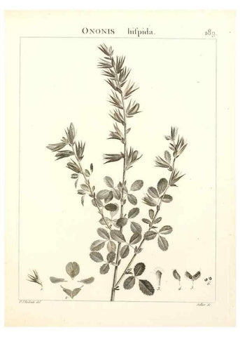 Reproducción/Reproduction 9298199165: Flora Atlantica, sive, Historia plantarum quae in Atlante, agro Tunetano et Algeriensi crescunt /. Parisiis :Apud Blanchon,1800.