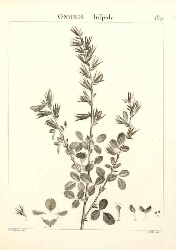 Reproducción/Reproduction 9298199165: Flora Atlantica, sive, Historia plantarum quae in Atlante, agro Tunetano et Algeriensi crescunt /. Parisiis :Apud Blanchon,1800.