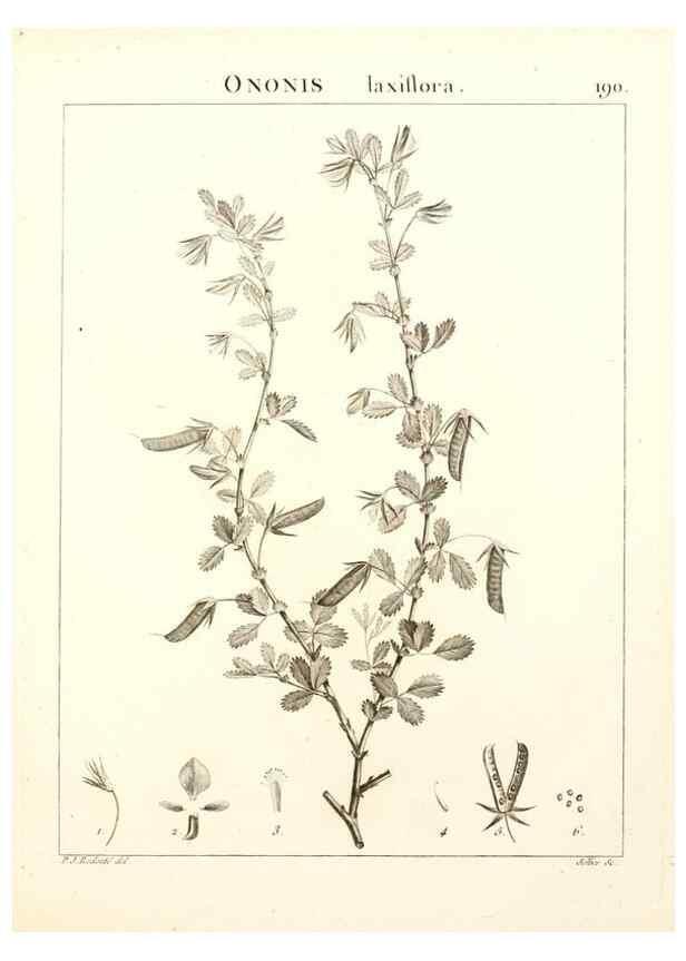 Reproducción/Reproduction 9300982524: Flora Atlantica, sive, Historia plantarum quae in Atlante, agro Tunetano et Algeriensi crescunt /. Parisiis :Apud Blanchon,1800.