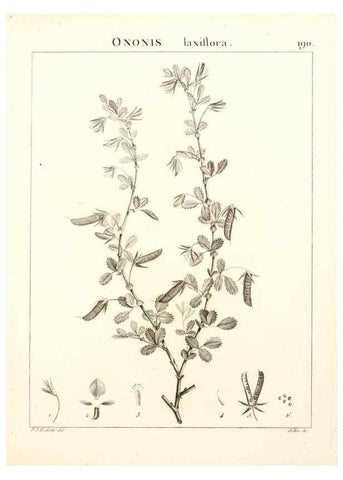 Reproducción/Reproduction 9300982524: Flora Atlantica, sive, Historia plantarum quae in Atlante, agro Tunetano et Algeriensi crescunt /. Parisiis :Apud Blanchon,1800.