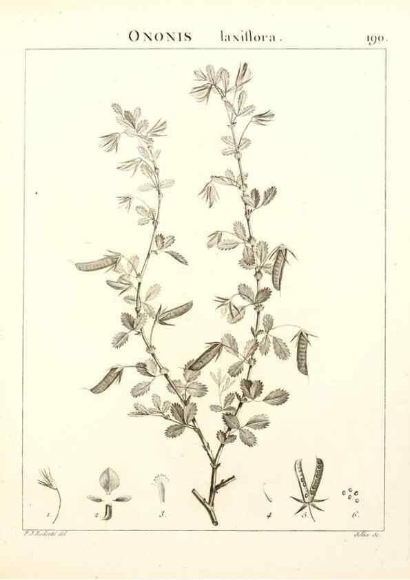 Reproducción/Reproduction 9300982524: Flora Atlantica, sive, Historia plantarum quae in Atlante, agro Tunetano et Algeriensi crescunt /. Parisiis :Apud Blanchon,1800.