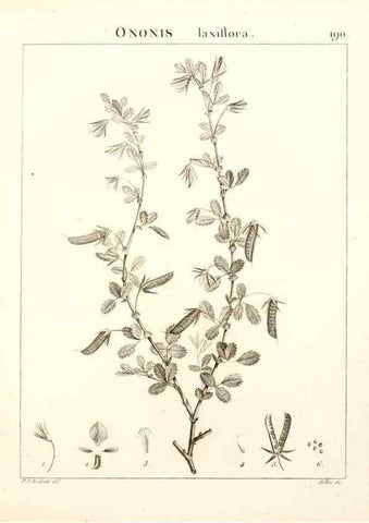 Reproducción/Reproduction 9300982524: Flora Atlantica, sive, Historia plantarum quae in Atlante, agro Tunetano et Algeriensi crescunt /. Parisiis :Apud Blanchon,1800.