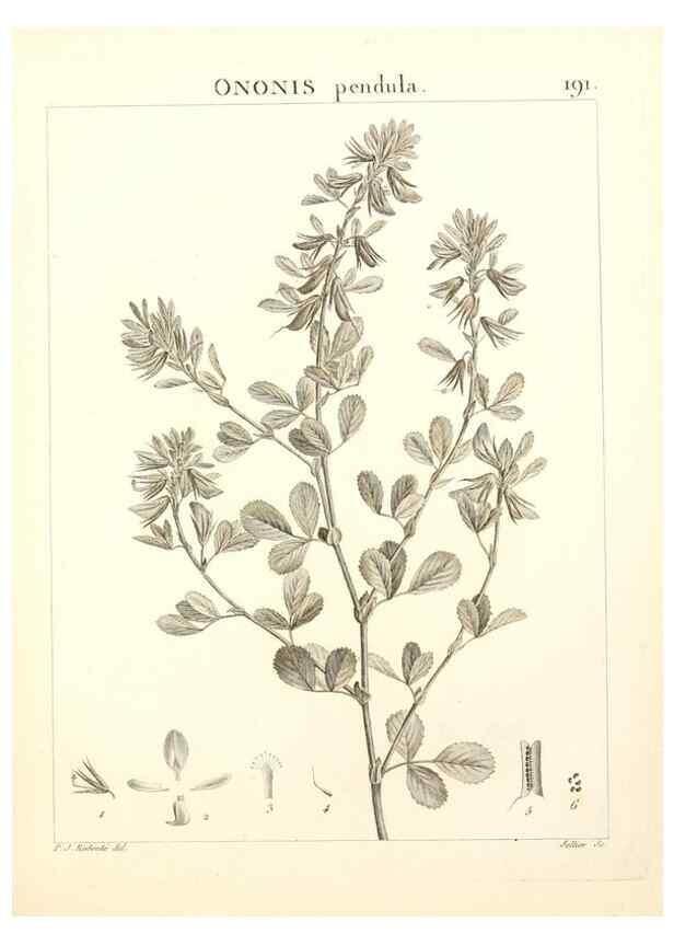 Reproducción/Reproduction 9300983280: Flora Atlantica, sive, Historia plantarum quae in Atlante, agro Tunetano et Algeriensi crescunt /. Parisiis :Apud Blanchon,1800.